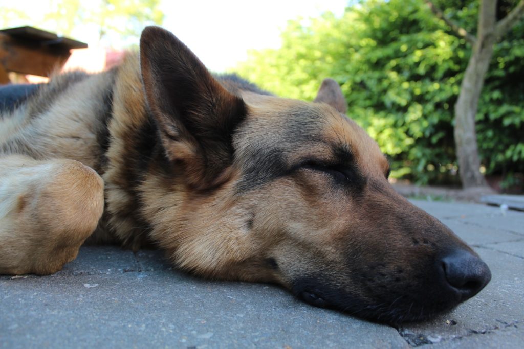 German Shepherd Sleeping